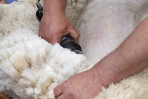 面料常識(shí)：細(xì)羊毛與羊絨的區(qū)別